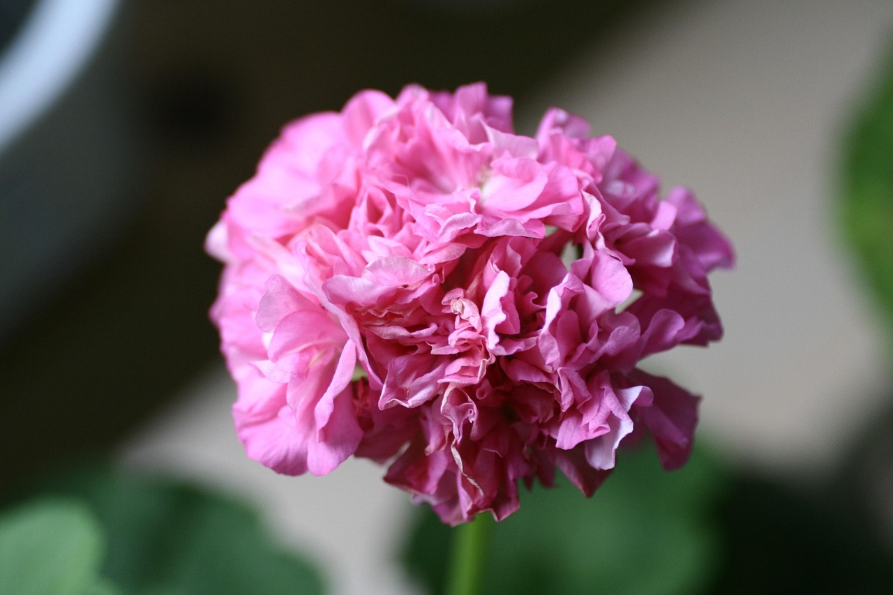 Free Geranium Flower photo and picture