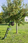 stepladder, footstool, garden