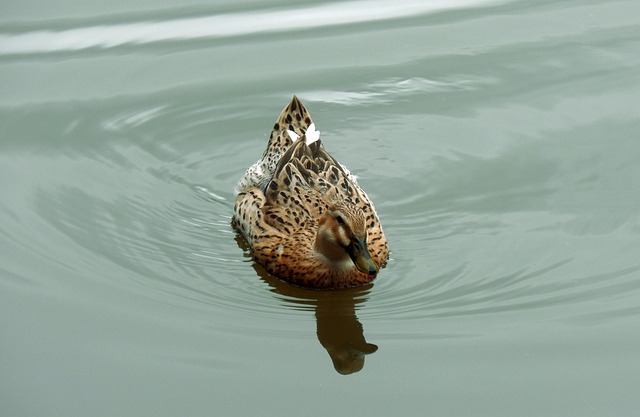 Free Duck Pond photo and picture