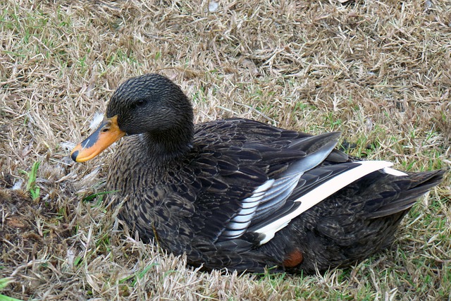 Free Duck Bird photo and picture