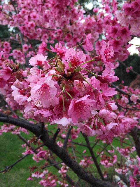 Free Japan Sakura photo and picture