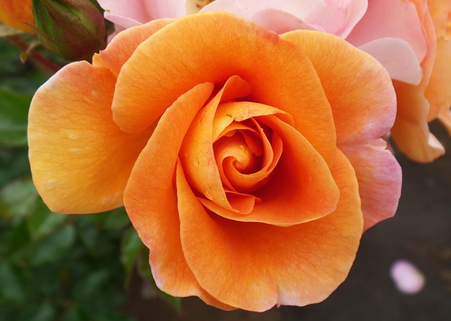 Free Rose Nature photo and picture