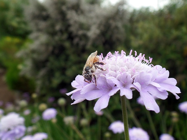 Free Flower Bee photo and picture