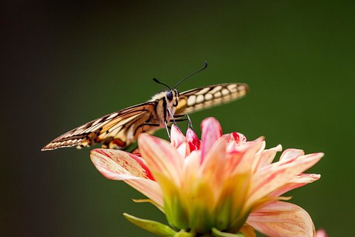 Sommerfugl, Svalehale, Papilio, Butterfy