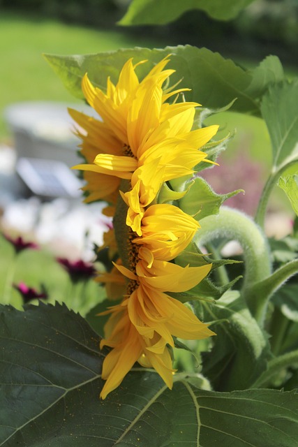 Girassol, Verão, Natureza, Amarelo, Flor