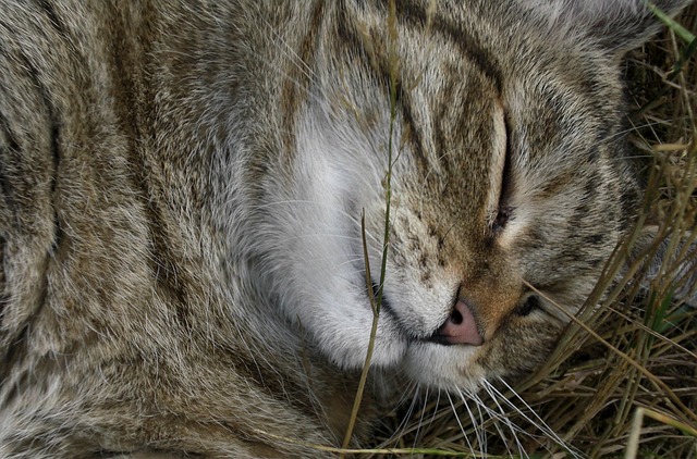 Free Emotion Animal photo and picture