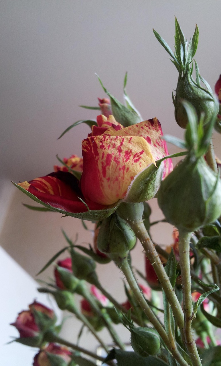 Ros, Yellow, Red, Rödgul, Rödgul Rose Ros, Yellow, Red, Rödgul, Rödgul Rose