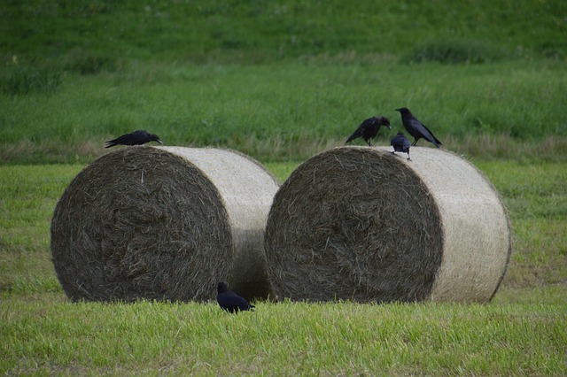 Strohballen, Landwirtschaft, Sommer
