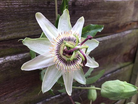 Blumen, Schöne Blumen