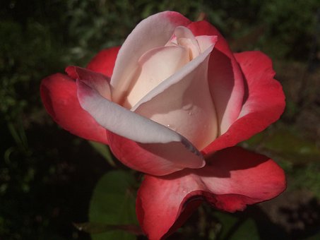 Blumen, Rose, Rose, Natur