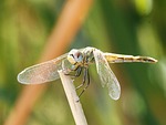 yellow dragonfly, winged insect, branch