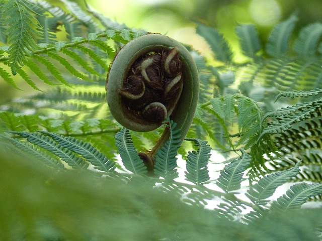 Free Fern Green photo and picture