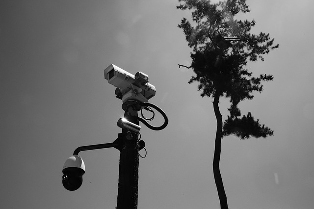 Free Pine Cctv photo and picture