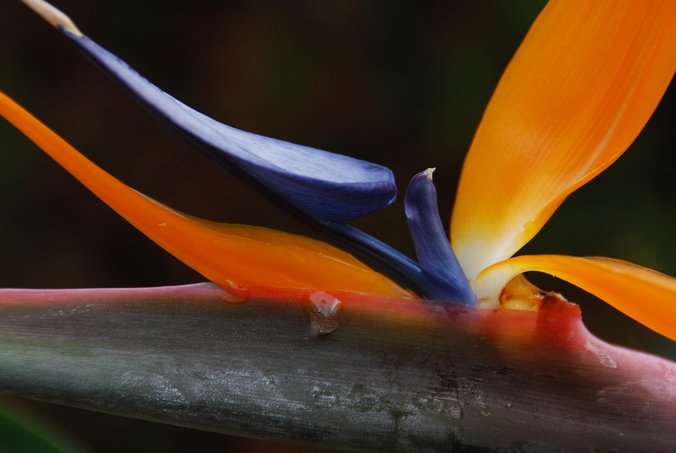 Bunga Cendrawasih Orange Foto Gratis Di Pixabay