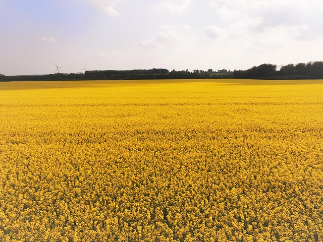 Câmp De Rapiță, Viol, Skåne