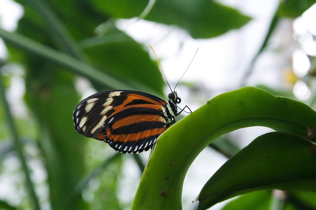 Free Butterfly Nature photo and picture