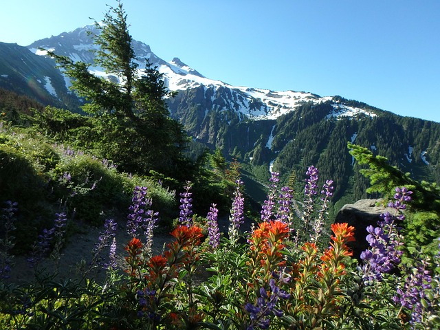 Free Wildflowers Alpine photo and picture