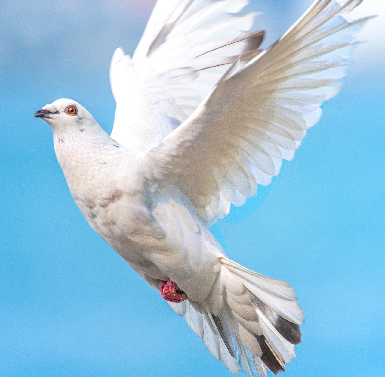White Dove Bird In Flight Free Photo On Pixabay Pixabay