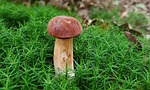 mushroom, chestnut mushroom, moss