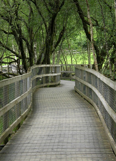 Free Forest Trees photo and picture