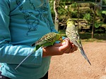 budgie, food, feeding