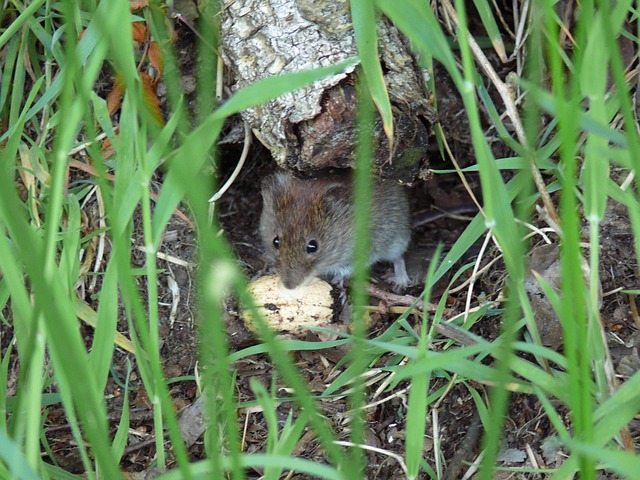 Free Field Mouse Mouse photo and picture