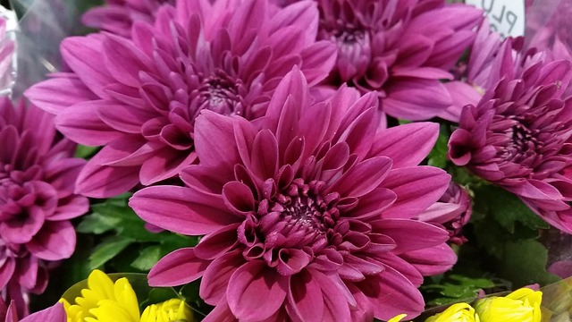Free Flower Ostrich photo and picture