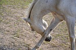reverence horse, white, sign