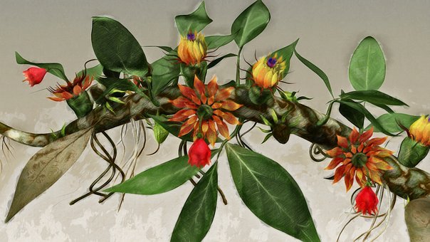 Free Flower Evolution illustration and picture