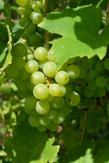Free Bunch Of Grapes Autumn photo and picture