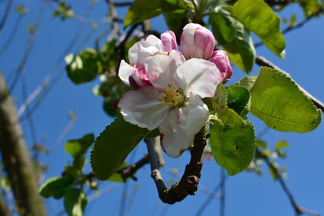 Free Nature Spring photo and picture