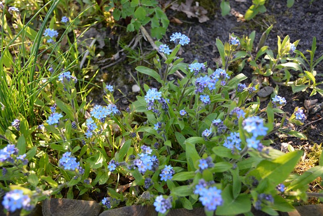 Free Flowers Forget-Me-Nots photo and picture