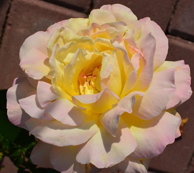 Free Rose Flower photo and picture