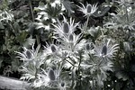 the alpine eryngo, blue thistle, edeldistel