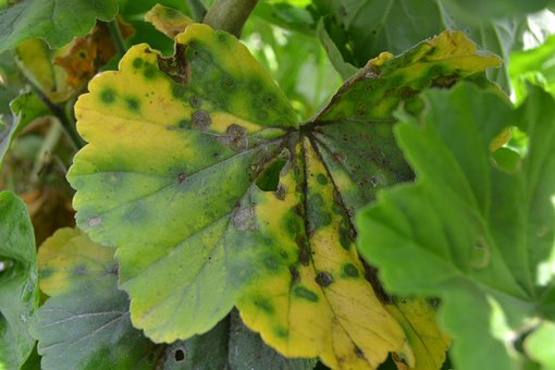 Planta, Verde, Hojas, Planta Verde