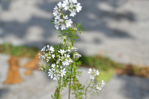 Cilantro, Flores, Planta