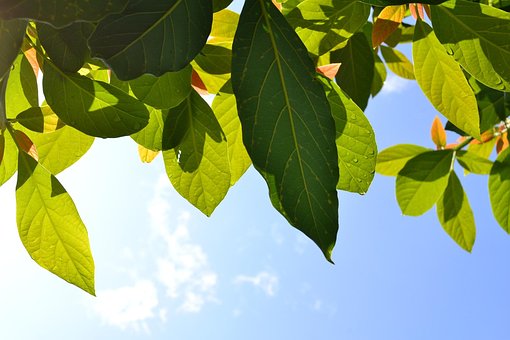 Hojas, Planta, Verde, Planta Verde