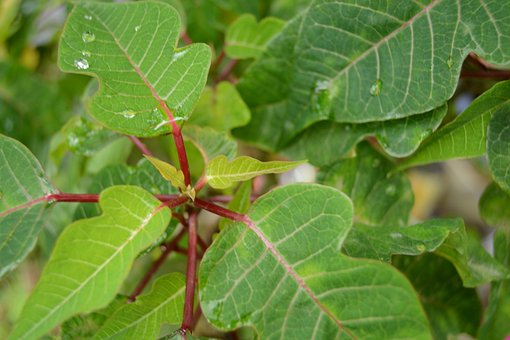 Planta, Hojas Verdes, Planta Silvestre