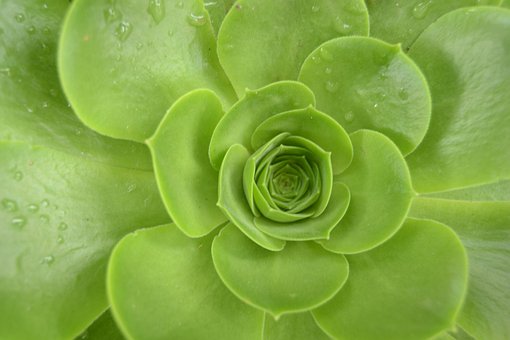 Hojas, Planta, Verde, Planta Silvestre