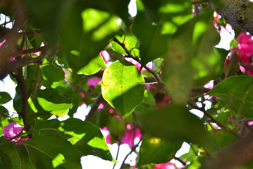 Hoja, Luz, Flores, Rocío, Verde