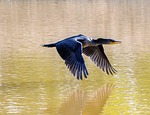 cormorant, flying, lake