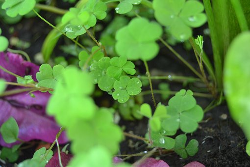 Hojas, Planta, Verde, Hoja Verde