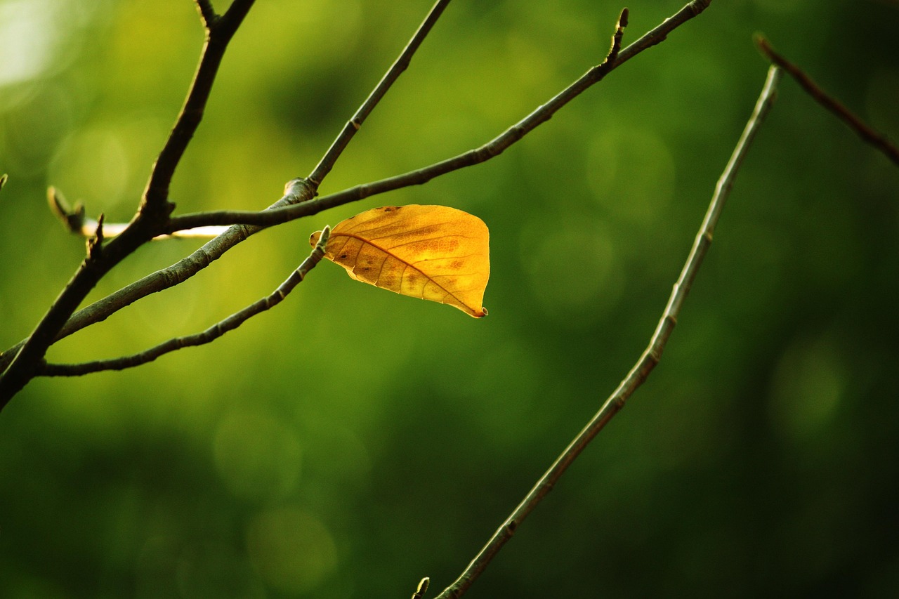 枯叶 秋天 - Pixabay上的免费照片 - Pixabay
