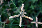 crowfoot grass, finger comb grass, egyptian grass