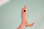 lizard, raptile, home
