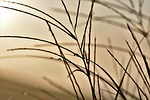 grass, blade of grass, back light