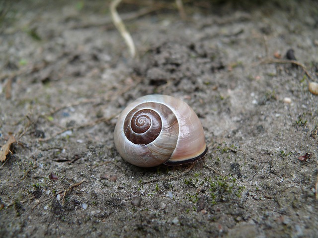 Free Snail Brown photo and picture