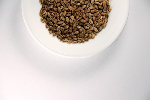 Free Barley Super Barley photo and picture