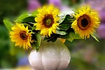 still life, bouquet, sun flower