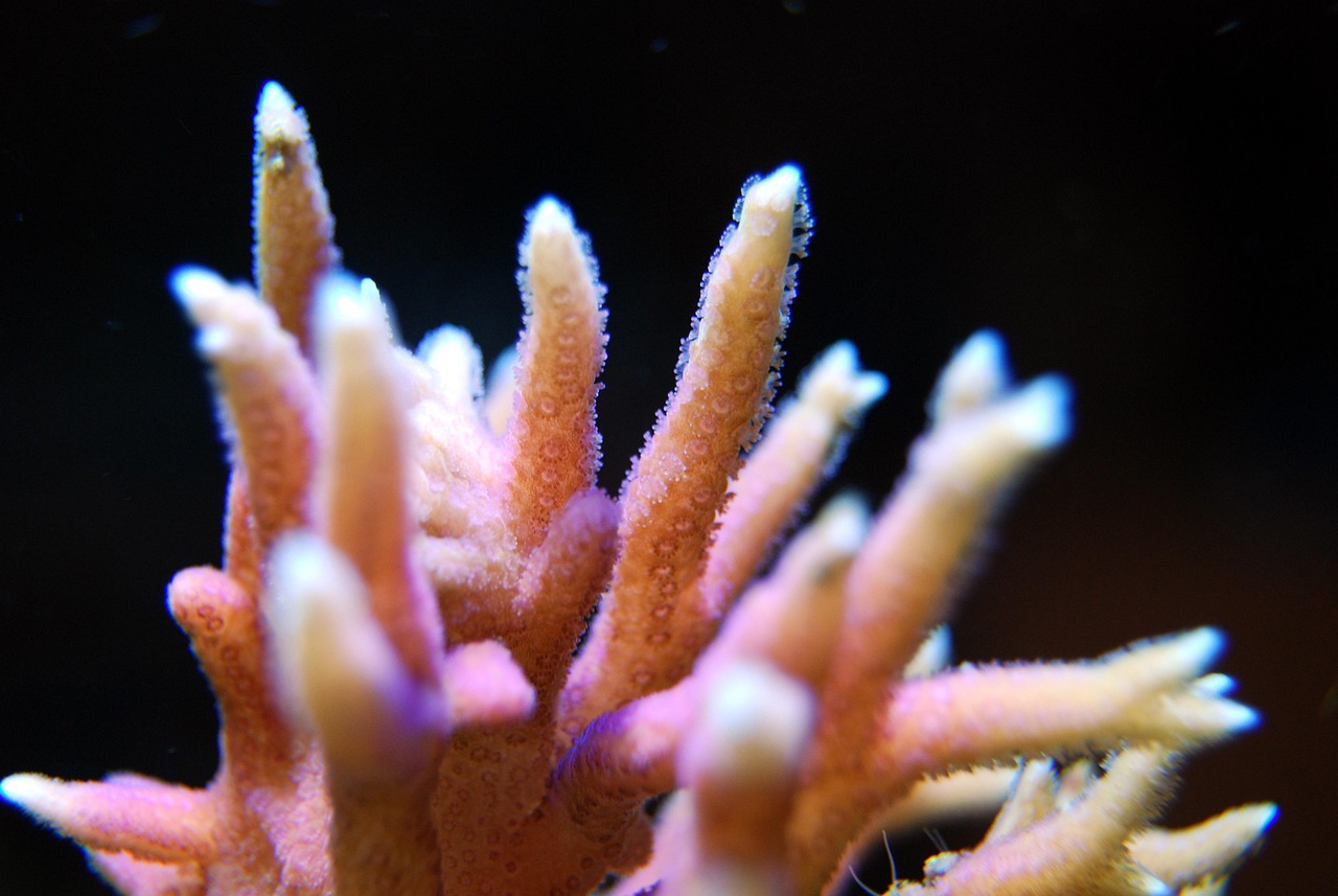 Coral - free online jigsaw puzzle photo